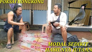 CARA JUAL BELI BURUNG POKSAY HONGKONG HASIL PULUHAN JUTA [upl. by Ledba993]