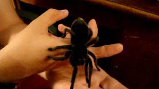 Brazilian Black Grammostola pulchra handling [upl. by Notlad205]