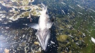 Fish Kill 2014 Yurok Youth Seek Answers [upl. by Ilrac715]