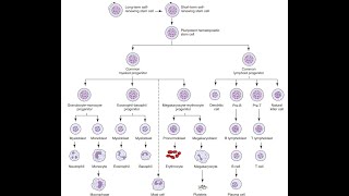 ASCP  MLS  MLT  Hematology  Hematopoiesis  blood cells formation [upl. by Gladi848]