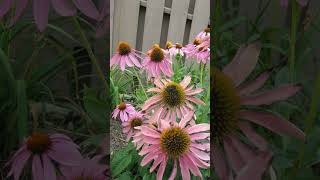 Eastern Purple Coneflower Echinacea purpurea in Sunflower Family  Observed in Description [upl. by Stacee143]