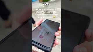 A cat answered her phone 😳 [upl. by Leahcimluap]