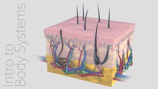 Introduction to the Integumentary System  Animated Tutorial  Complete Anatomy [upl. by Ttekcirc]