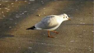 Blackheaded Gull Chroicocephalus ridibundus Larus ridibundus  Lachmöwe [upl. by Eudocia]