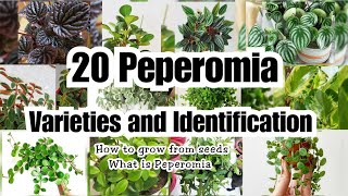 20 AMAZING PEPEROMIA VARIETIES [upl. by Ostap]