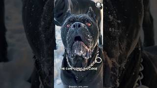 Cane Corso 🐶 The Perfect Family Guardian [upl. by Einolem]