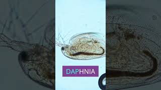 👁️ Witness the Smallest Beating Heart Inside a Daphnia [upl. by Retniw440]