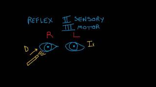 Cranial Nerve Testing Direct and Indirect Light Reflexes [upl. by Anitserp859]