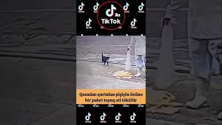 QƏZADAN QURTULAN PİŞİYİN ÖNÜNƏ BİR PAKET TOYUQ ƏTİ TÖKÜLÜR [upl. by Zadoc]