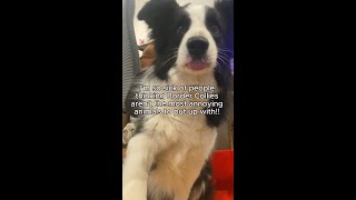 Seriously who thought border collies make good pets smh 🤦‍♂️ bordercollie catanddog notfriends [upl. by Doomham916]