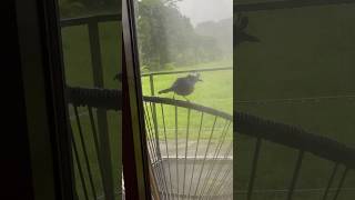 Cute Barred antshrike morning greeting  Thamnophilus doliatus  Birding Costa Rica 🇨🇷 [upl. by Ainitsirhc]