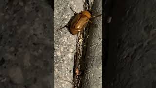 Southern Masked Chafer  Cyclocephala lurida [upl. by Maon]