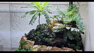 My First try terrarium paludarium vivarium [upl. by Mazman252]