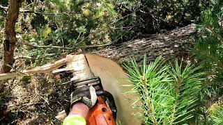 Käferbäume mit Stihl 261 und Forstreich Tr 24 HD [upl. by Nalac993]