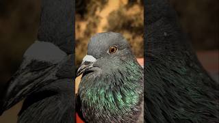 Ferozpuri pigeon 🙄kabotar Ferozpuri Kabootar ki Pehchan  HighFlying Pigeons of IndoPak [upl. by Ailelc]