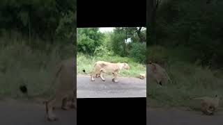 New Cubs were born  Casper and his Brothers  Lioness from Satara Pride in Kruger National Park [upl. by Worsham99]