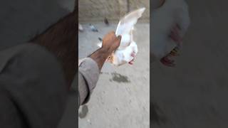 how to catch pigeon video kabotarpakravideo pigeon kabutar whatsapp shorts [upl. by Skipp746]