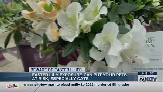 East Texas veterinarian reminds of danger Easter lilies pose to pets [upl. by Hance]