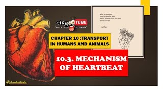 BIOLOGY KSSM FORM 4 103 MECHANISM OF HEARTBEAT [upl. by Kornher781]