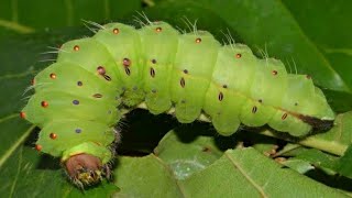 Sericulture Green silkworm Larvae eating leaf in forest [upl. by Yancy529]