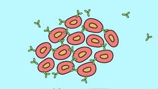 How to Sort Cells The Flow Cytometry Facility at USC Stem Cell [upl. by Jared]