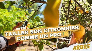 Comment tailler votre citronnier pour avoir des citrons toute l’année [upl. by Savinirs323]