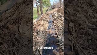 Dall organic farmorganicfarming organicfarminginindia organicfarmingbusinessorganicshorts [upl. by Oiramrej38]