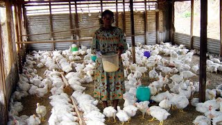 comment reussir lelevage des poulets de chairs en afrique avec un petit budget [upl. by Oika]