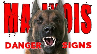 Malinois DANGER Signs  So You Got a Belgian Malinois [upl. by Ellenwad86]