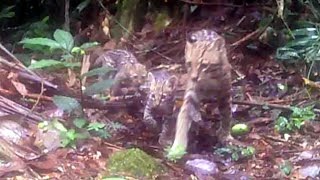 Ocelote con cachorros [upl. by Eiramnwad]