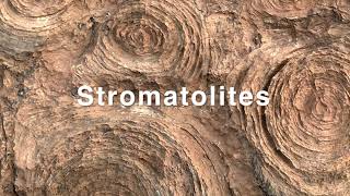 Stromatolites Mauritania [upl. by Handal]