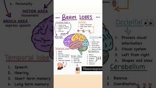 Brain lobes like subscribe Thenursingcare [upl. by Audre]