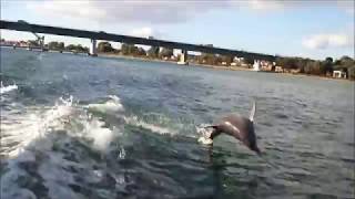 Dolphins Surfing in the wake of Supercat 10052017 [upl. by Mata]