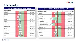 NutrEval Test Interpretation Amino Acids [upl. by Tehcac434]