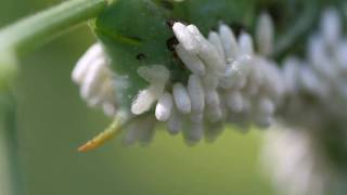 Parasitoidinfested Tobacco Hornworm  larvae spinning cocoons [upl. by Airrehs]