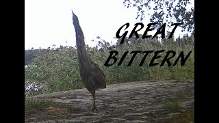 Great bittern [upl. by Goober790]