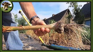 Récolte de lail plein de rouille au potager Cest grave docteur [upl. by Kenay]