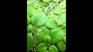 Flowering frogbit [upl. by Swinton]