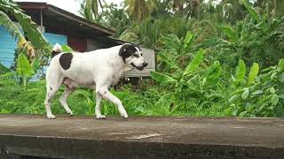 Damnoen Saduak Floating Market Part 1  Vlog Review No 136 [upl. by Eltsryk]