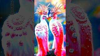 Beautiful Lovebird Brings Good Luck and Fortune shorts trending nature [upl. by Innavoj55]