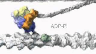 Animation of Myosinbased motility muscle contraction [upl. by Edalb]