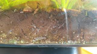 Amphipods scuds Burrowing in Soil Substrate [upl. by Lemcke]