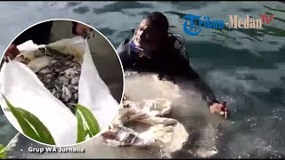 Penyelam Temukan Ratusan Karung Ikan Busuk saat Berenang di Danau Toba Kedalaman 35 meter [upl. by Aneez]