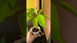 plantation sapling lychee vlog shorts trending dailyvlog happy greenery [upl. by Lourdes]