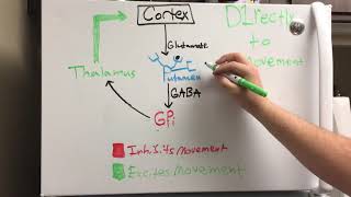 2 of 3 Basal Ganglia Direct Pathway [upl. by Novj14]