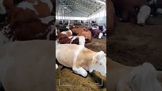 🔴 SIMMENTAL CATTLE ✅ Biggest Bulls And Cow [upl. by Nehepts]