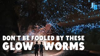 New Zealand Glowworms Eat Like Spiders [upl. by Eessac]