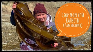 оСахалин Сбор Морской КапустыЛаминария [upl. by Rahmann]