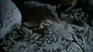 Antechinus Semelparity [upl. by Alexine106]