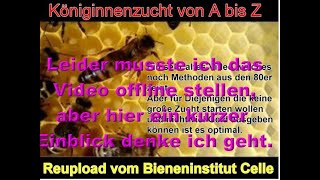 Königinzuchtmethoden alt aber sehr gut Kurzinfo zu dem Video Volle Länge per pN [upl. by Ayekan397]